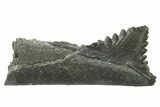 Bizarre Shark (Edestus) Jaw Section with Tooth - Carboniferous #269667-1